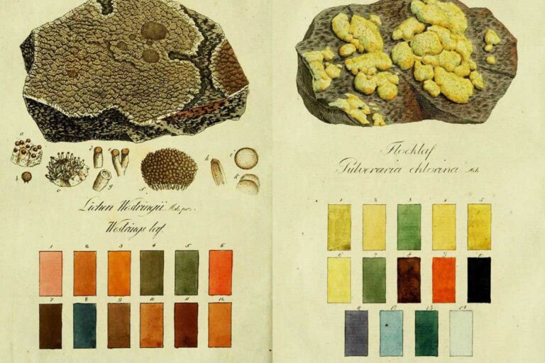 vintage Lichen dye prints