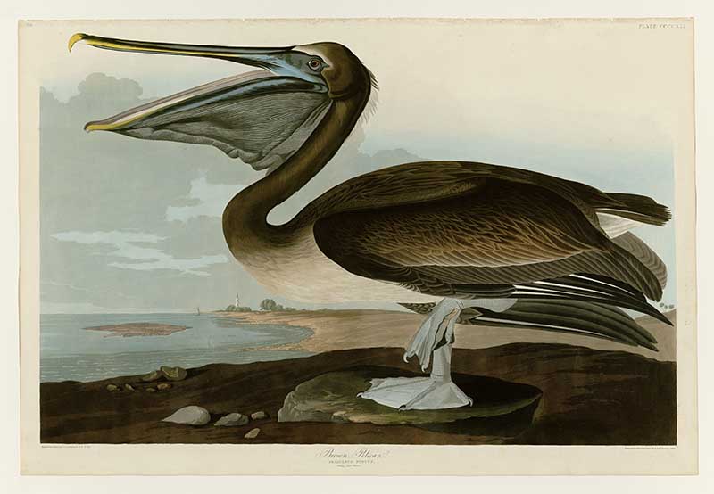 Audubon Brown Pelican Print
