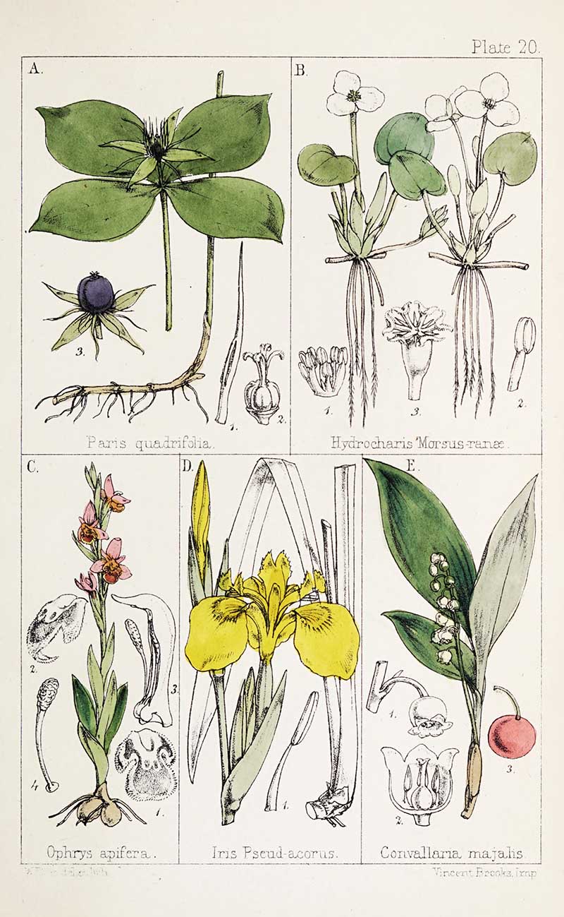 British Wild Flowers 1867