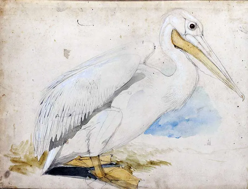 Edward Lear Watercolour Pelican painting