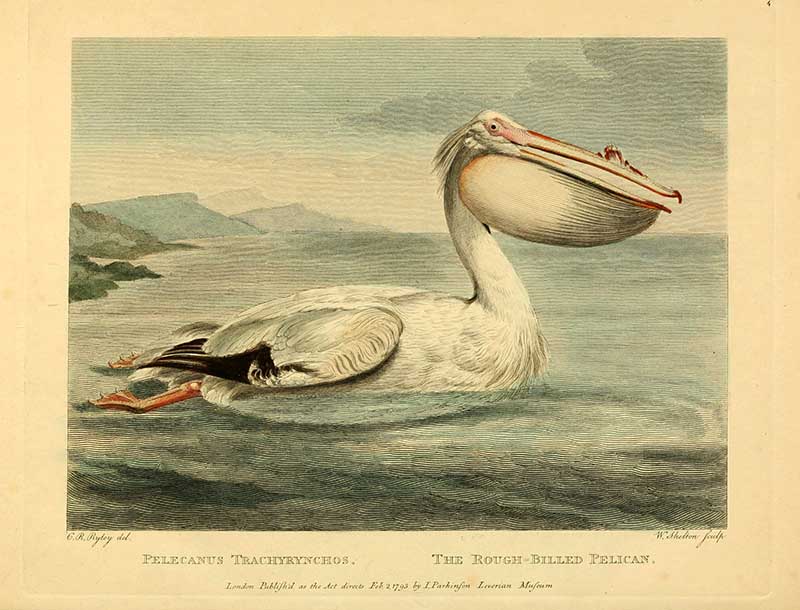 George Shaw American White Pelican