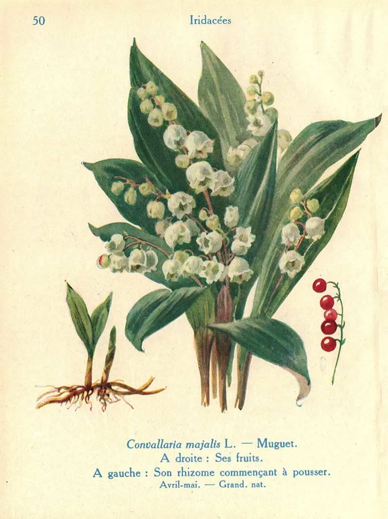 Eugène-Jules Eudes watercolour painting of The lily of the Valley Flower