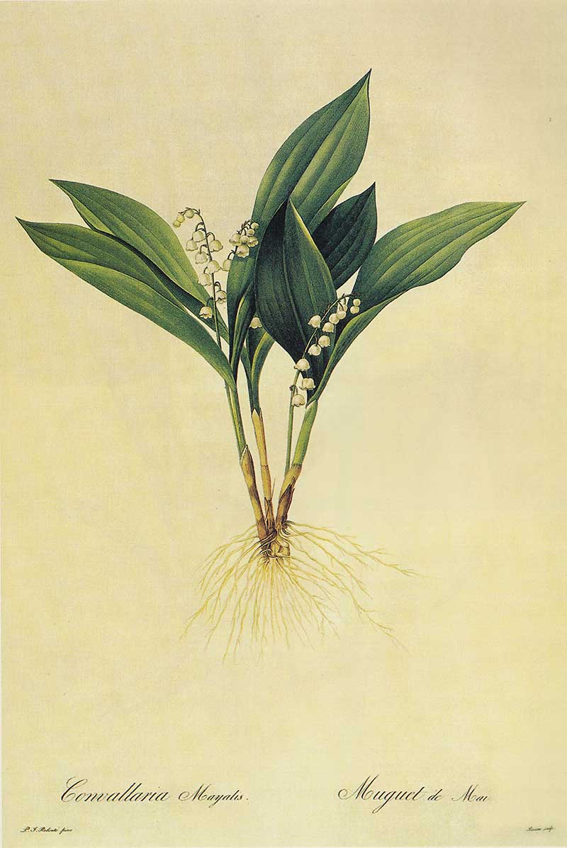 Pierre-Joseph Redoute Lily of the Valley