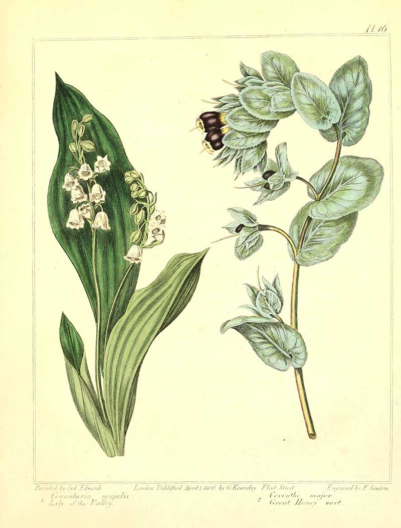 Sydenham-Edwards-Lilly of the Valley
