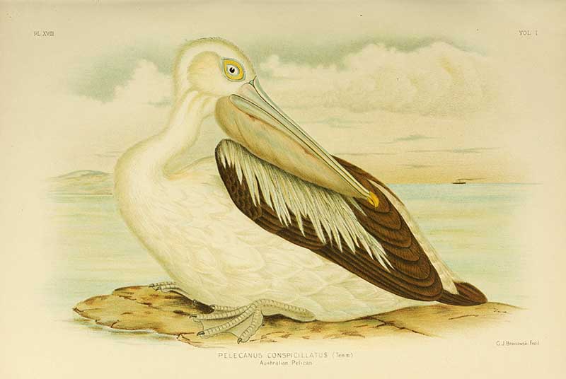 Birs of Australia Pelican