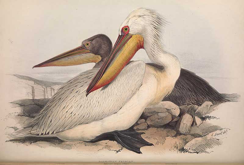 Dalmation Pelican Birds of Europe