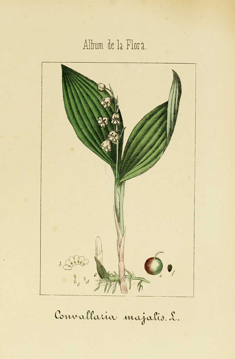 Lily of the Valley Botanical Drawing