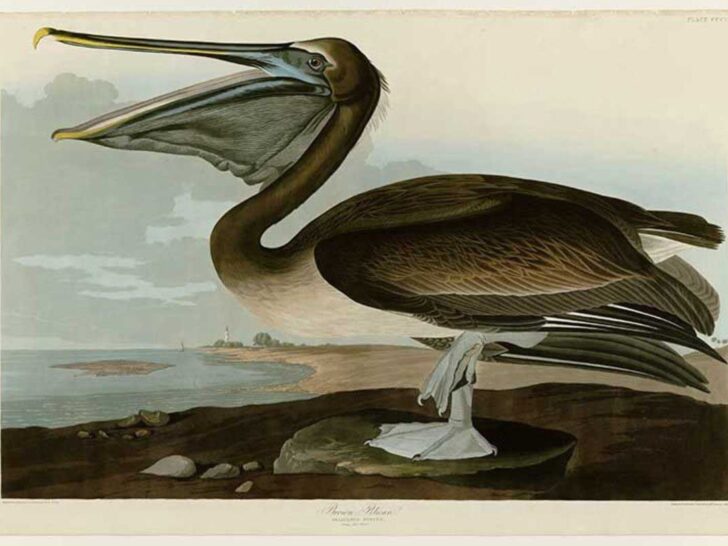 Audubon Pelican Print