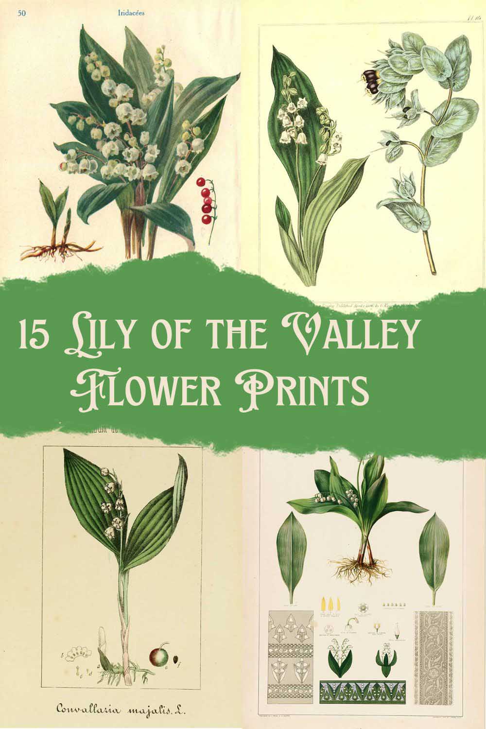 Lily of the Valley botanical illustrations