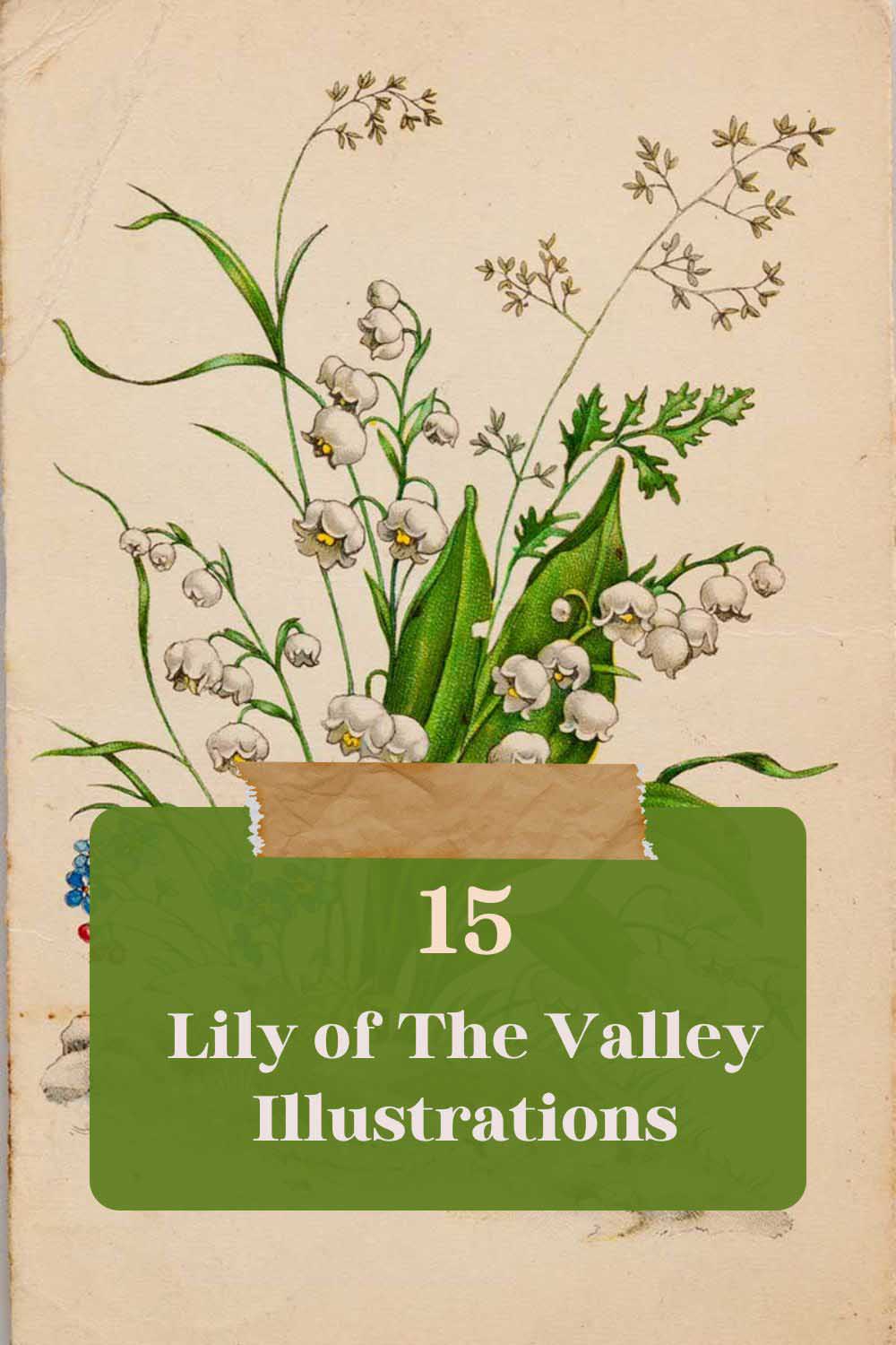 Lily of the valley drawings and prints