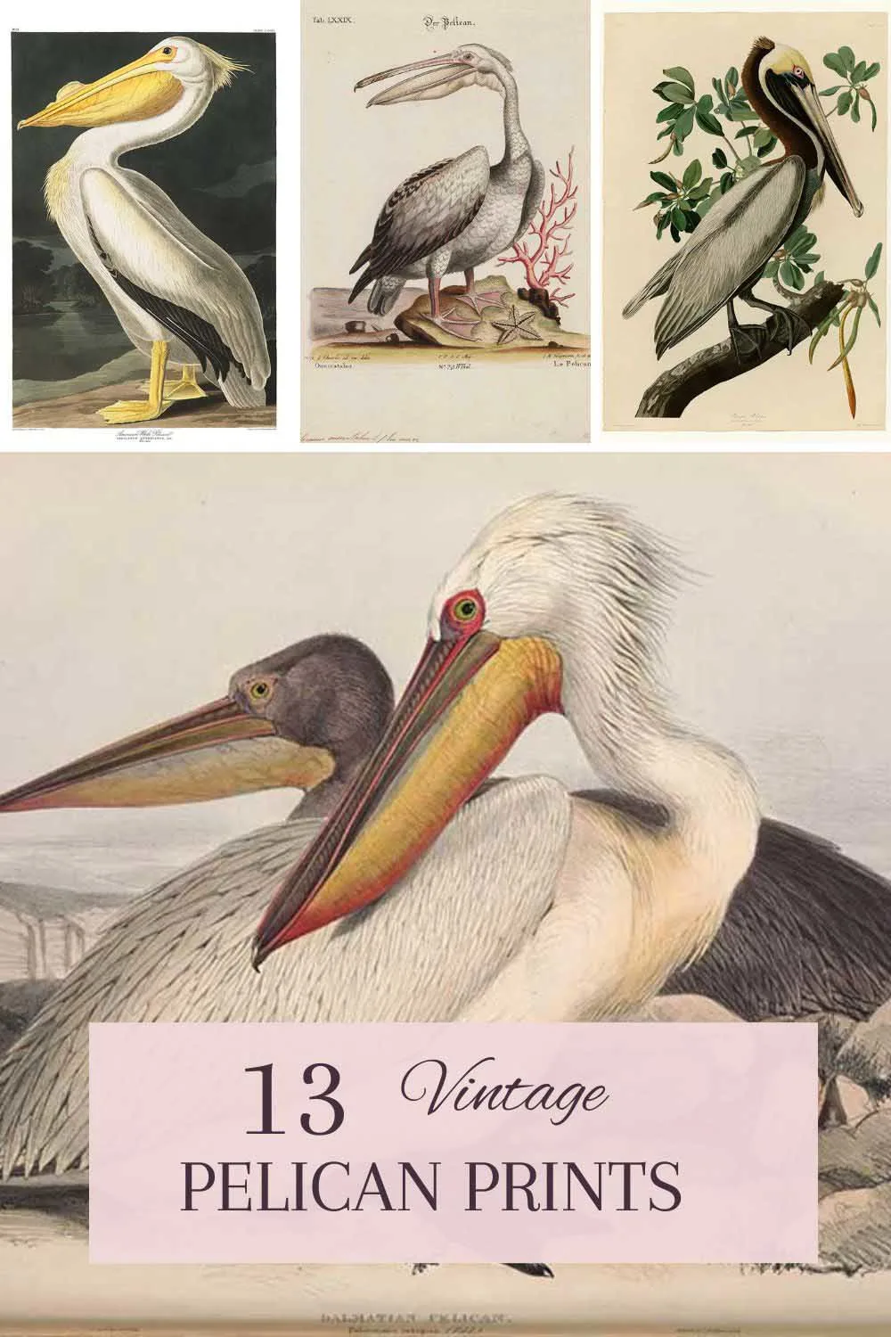 Audubon Pelican Print and other pelican illustrations