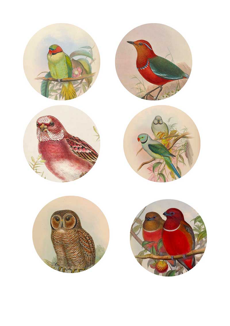 Birds of Asia wood slice prints