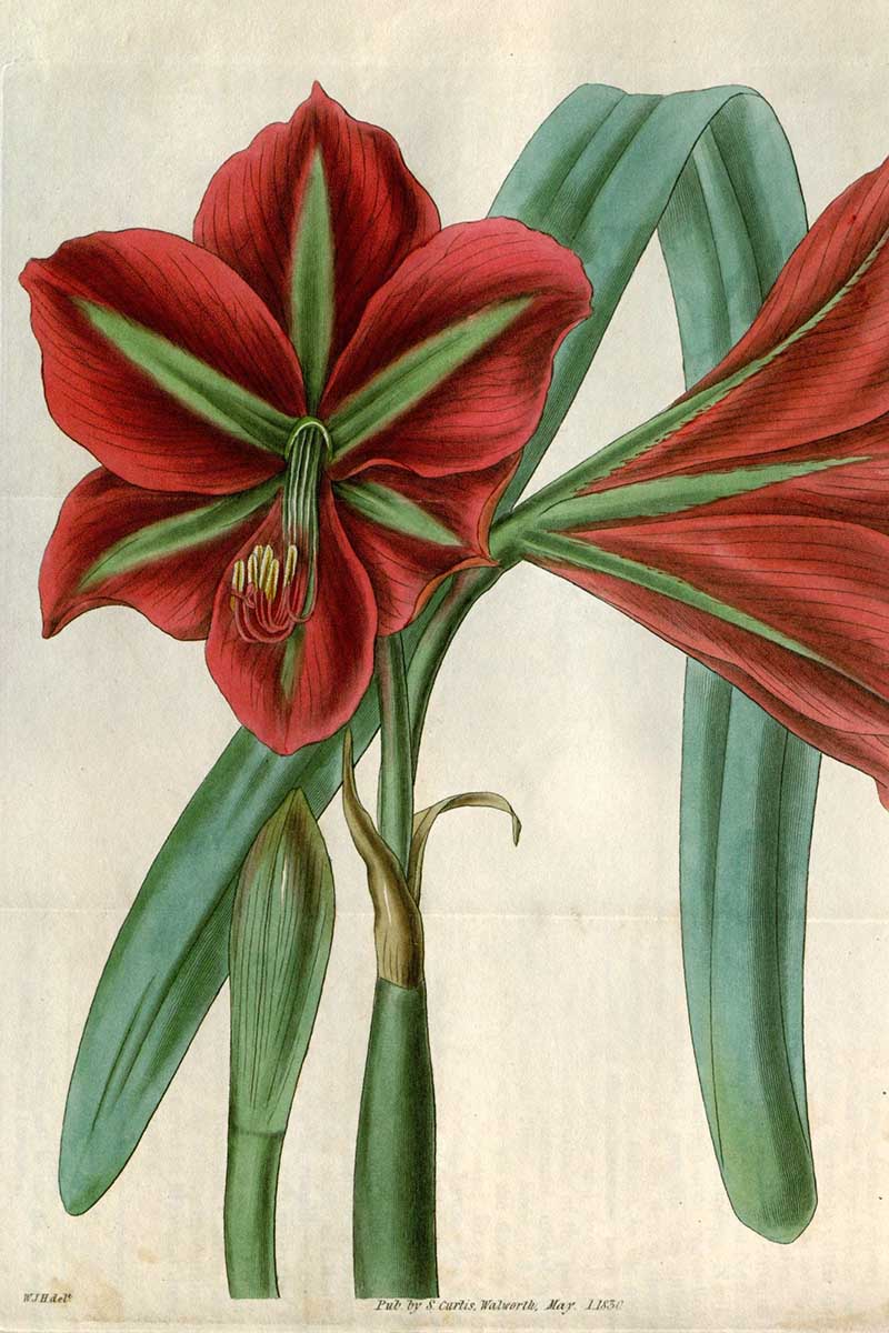 Amaryllis Curtis;s Botanical magazine