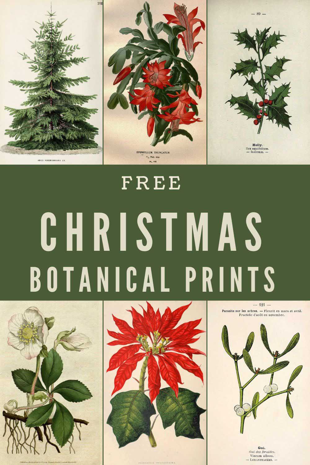 Chistmas Botanical Prints