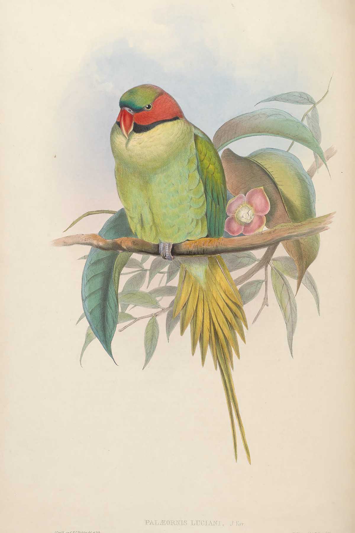 John Gould Long Tail Parakeet