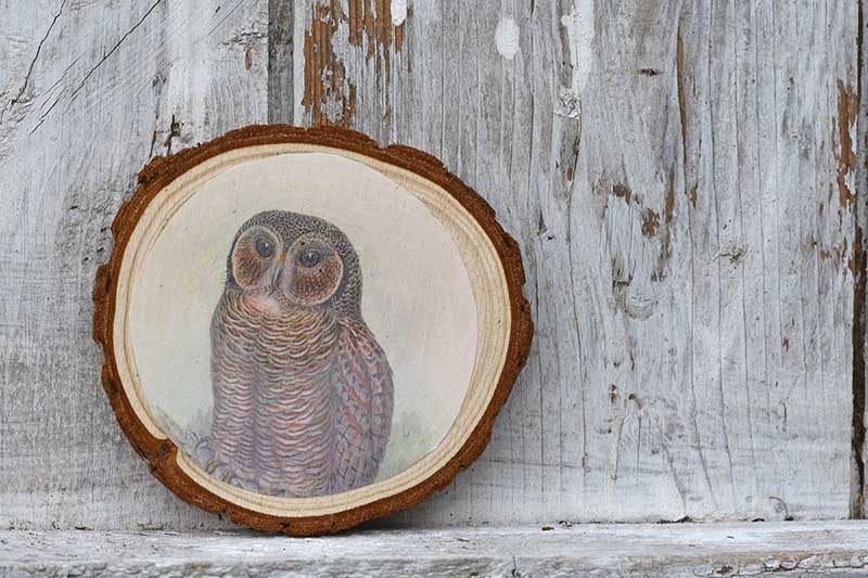 Owl wood slice printed