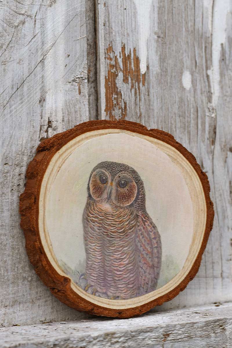 Photo printed owl wood slices 