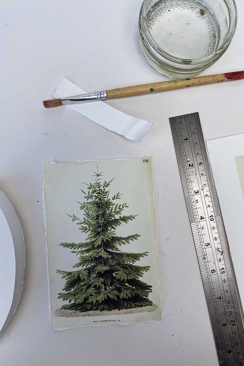 Christmas botanical Nordman Fir print for a DIY Christmas wall decoration