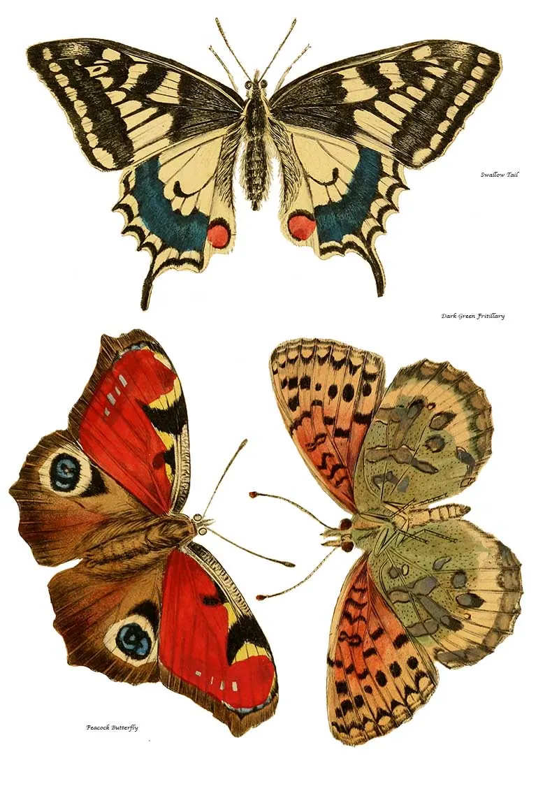 Butterfly sheet 1