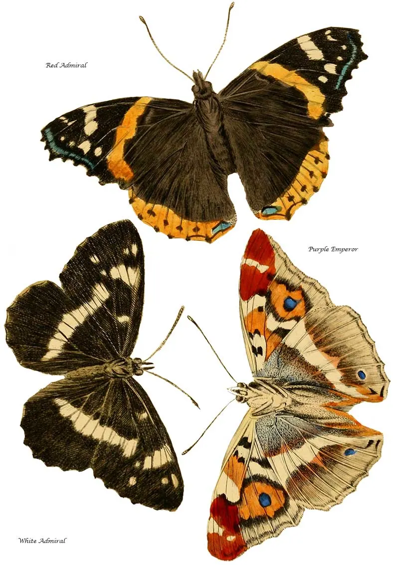British butterfly sheet 2