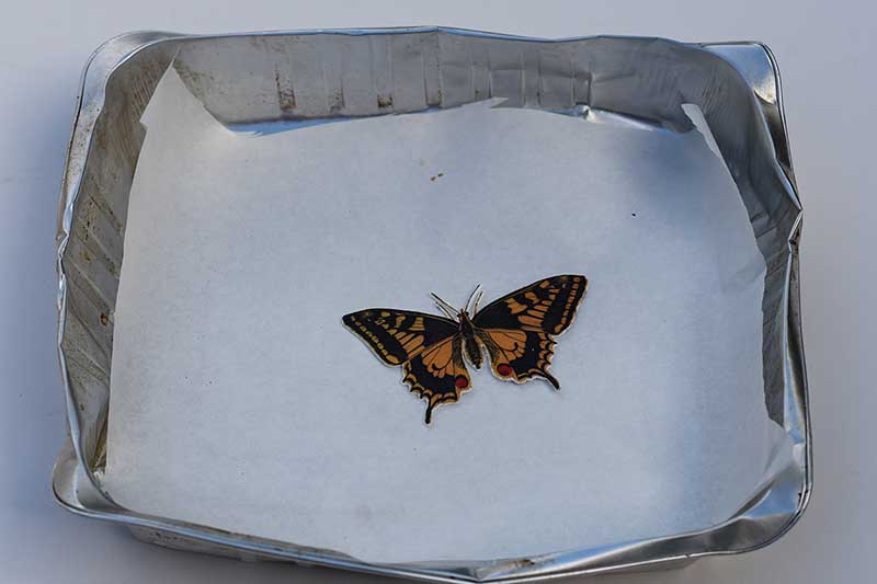 butterfly after shrinking