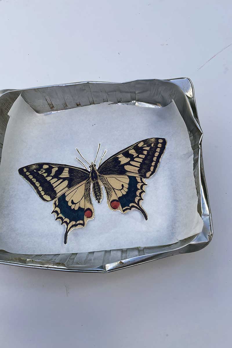 Butterfly before oven
