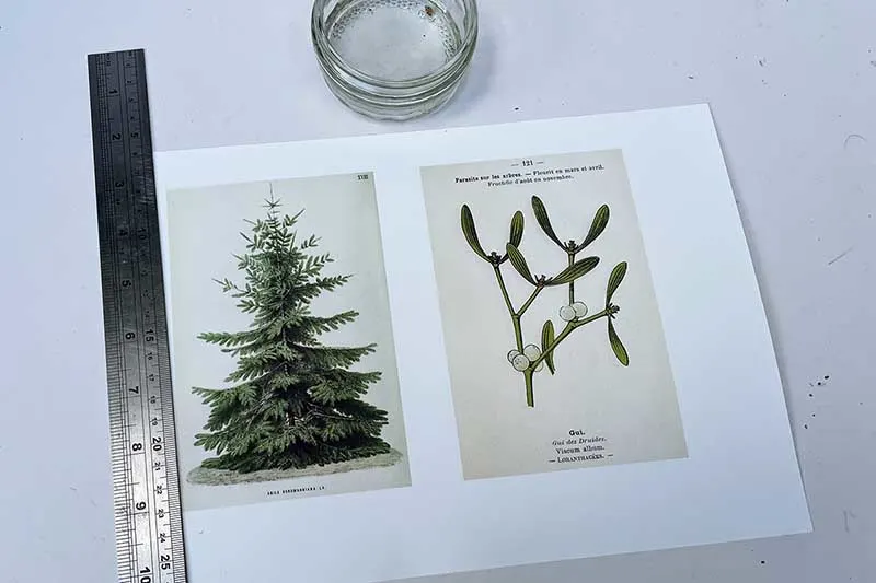 Vintage botanicals on watercolour paper