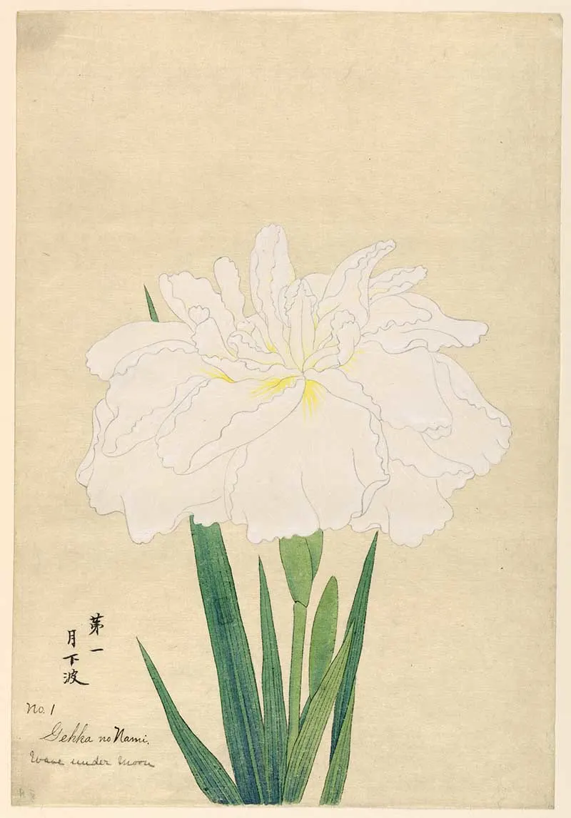 Gekka no Nami Under Moon Light white iris painting