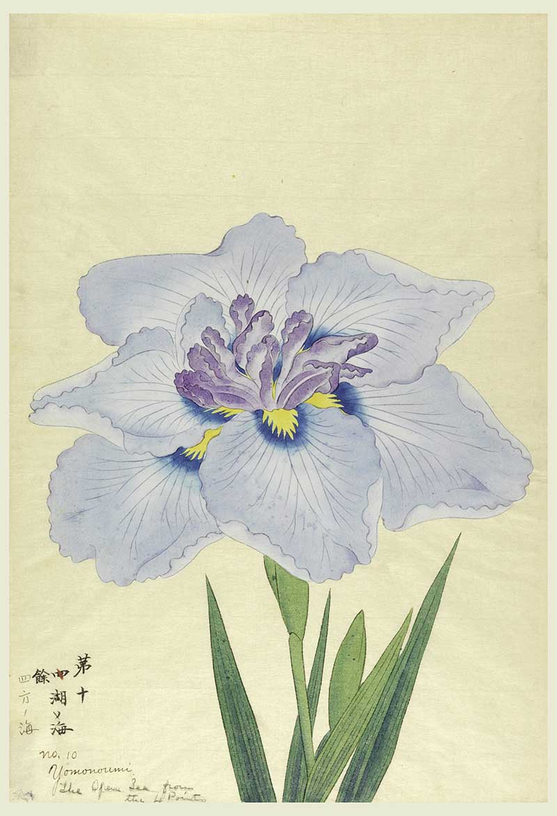 The Open Sea From the four points Japanese Flower painting