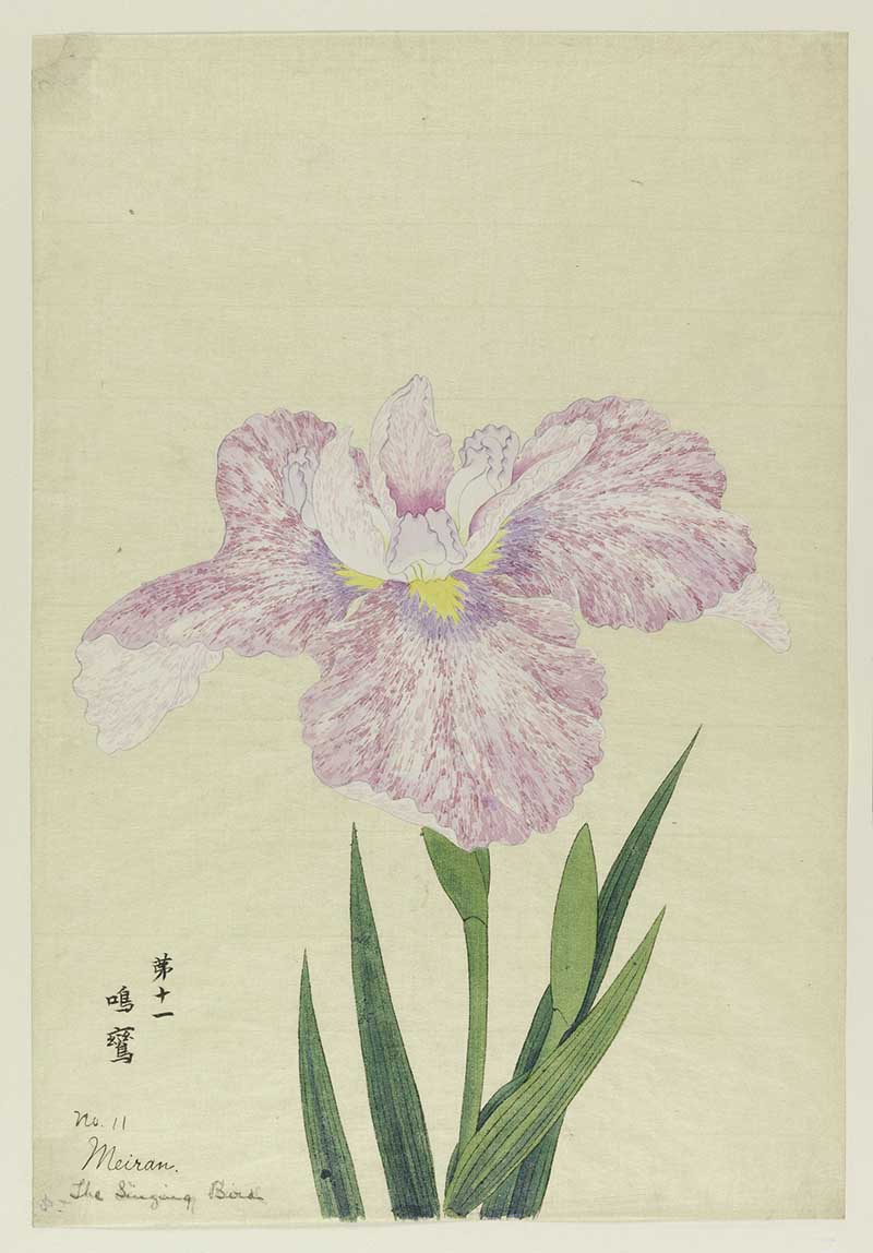 Japanese flower painting The Singing Bird No. 11