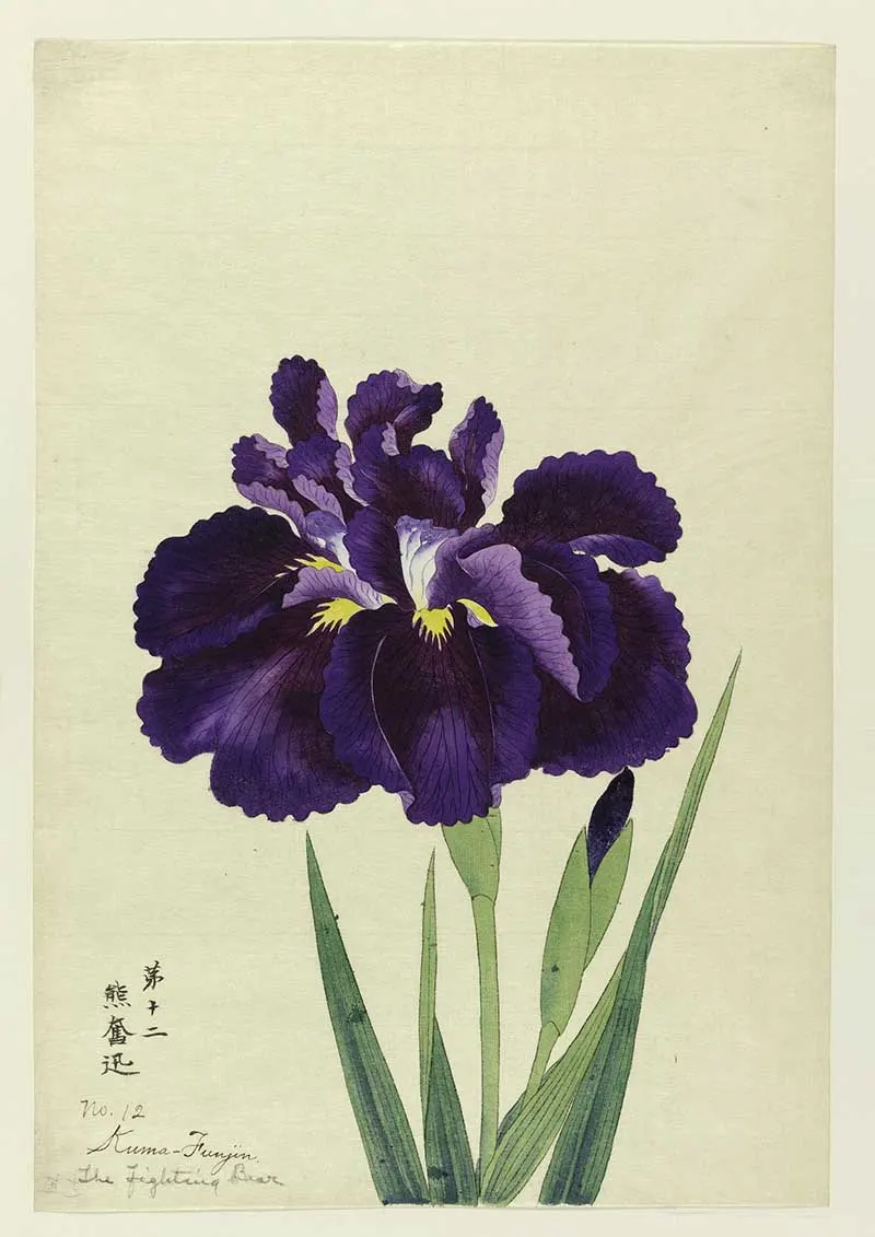 Purple Japanese Iris painting