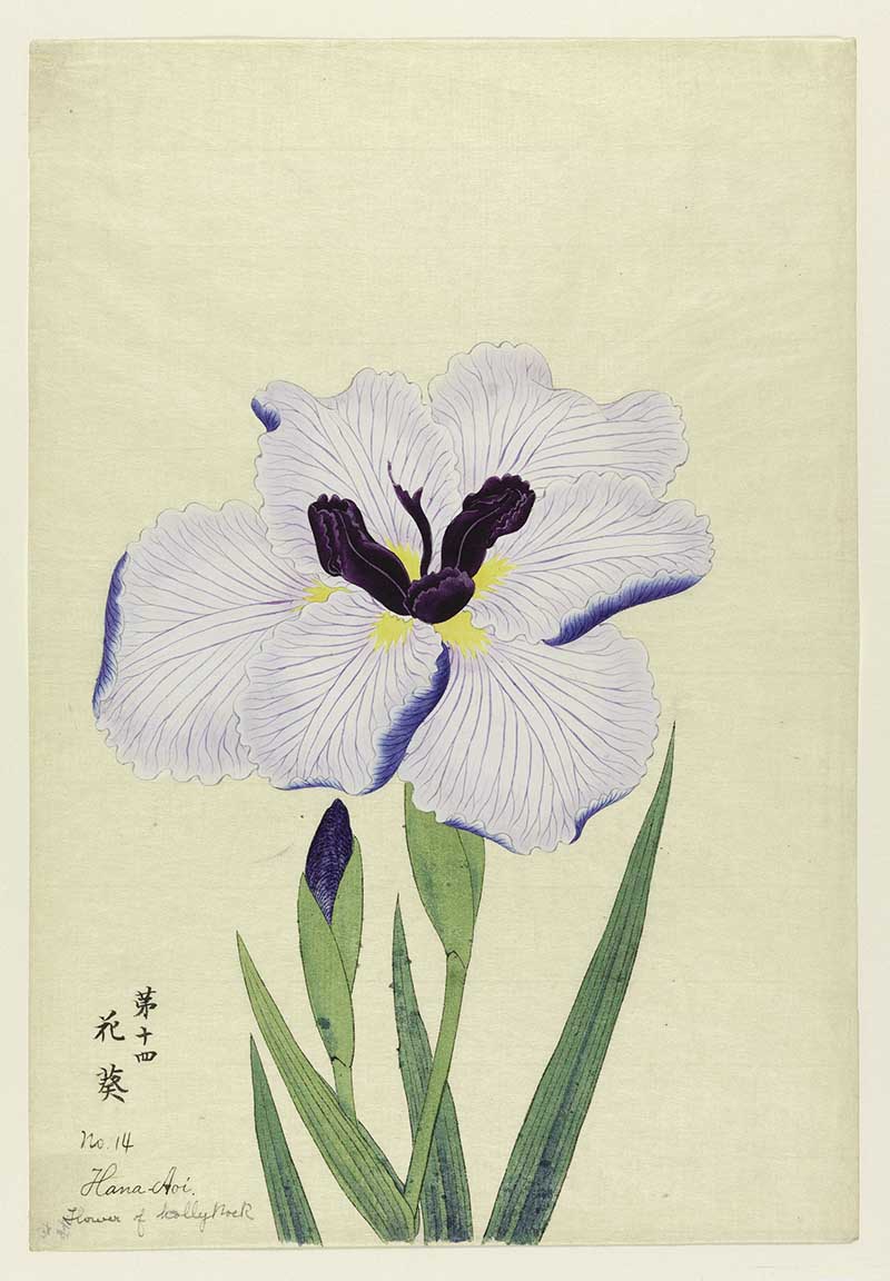 Japanese Iris purple