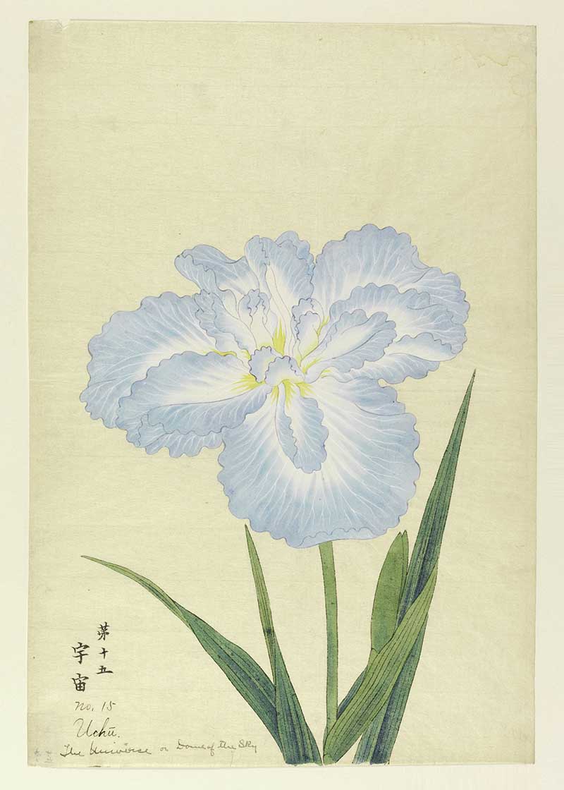 A Japanese painting of a blue and white iris flower