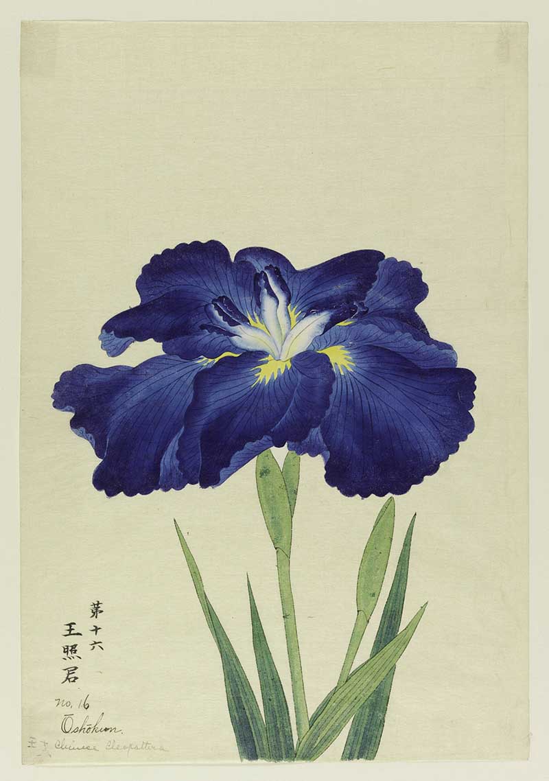 Chinese Cleopatra Iris