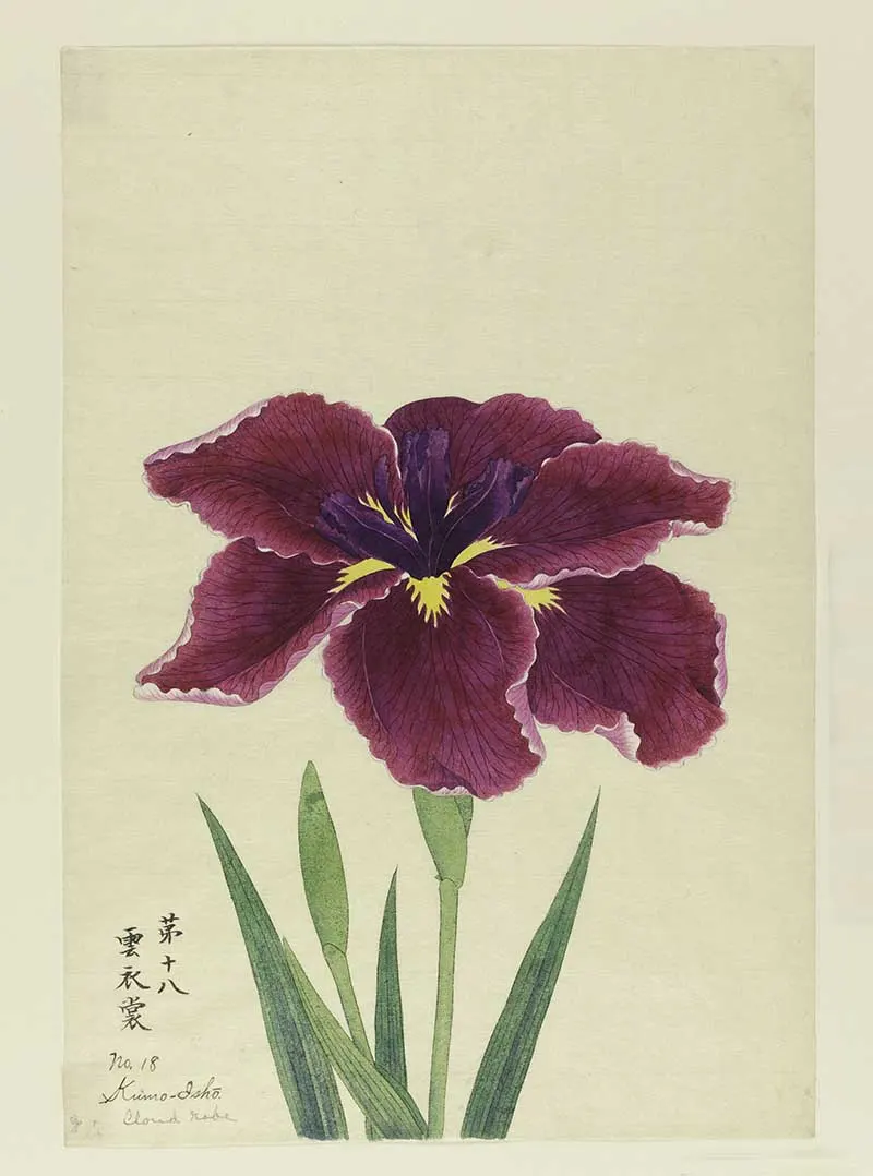 A large iris, outer perianth leaves magenta; inner leaves deep purple