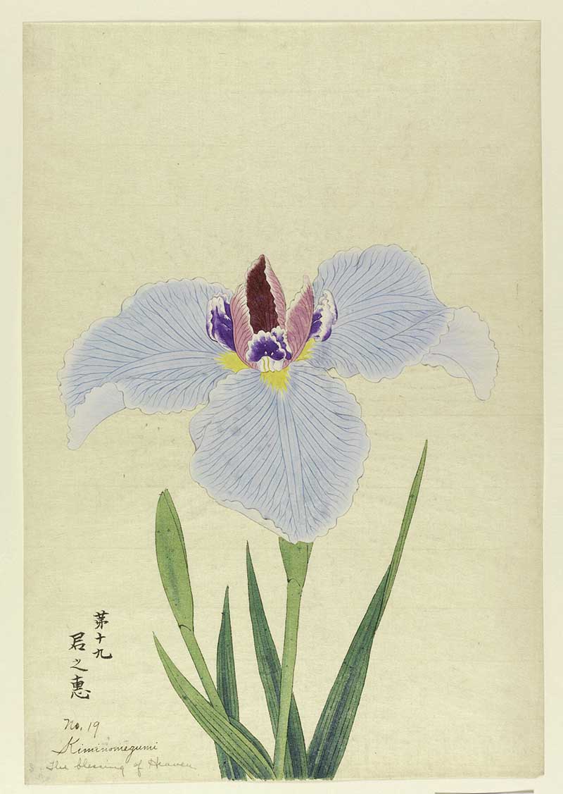 A large iris, outer perianth leaves light blue; inner leaves magenta and purple.
