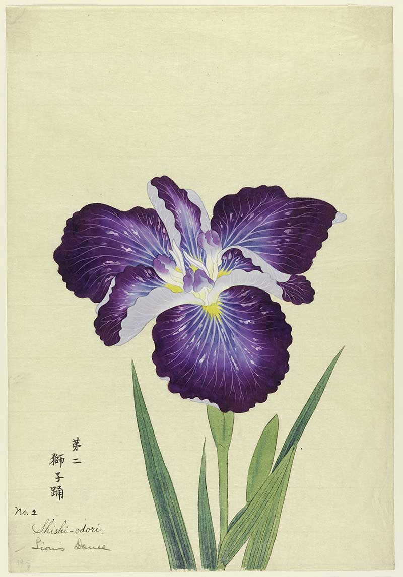 Lion's Dance Shishi Ordori Japanese Iris painting