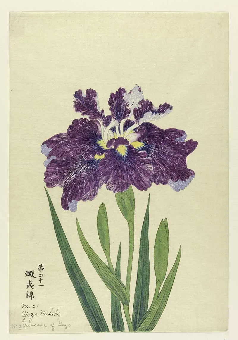 A large iris in mottled purple.