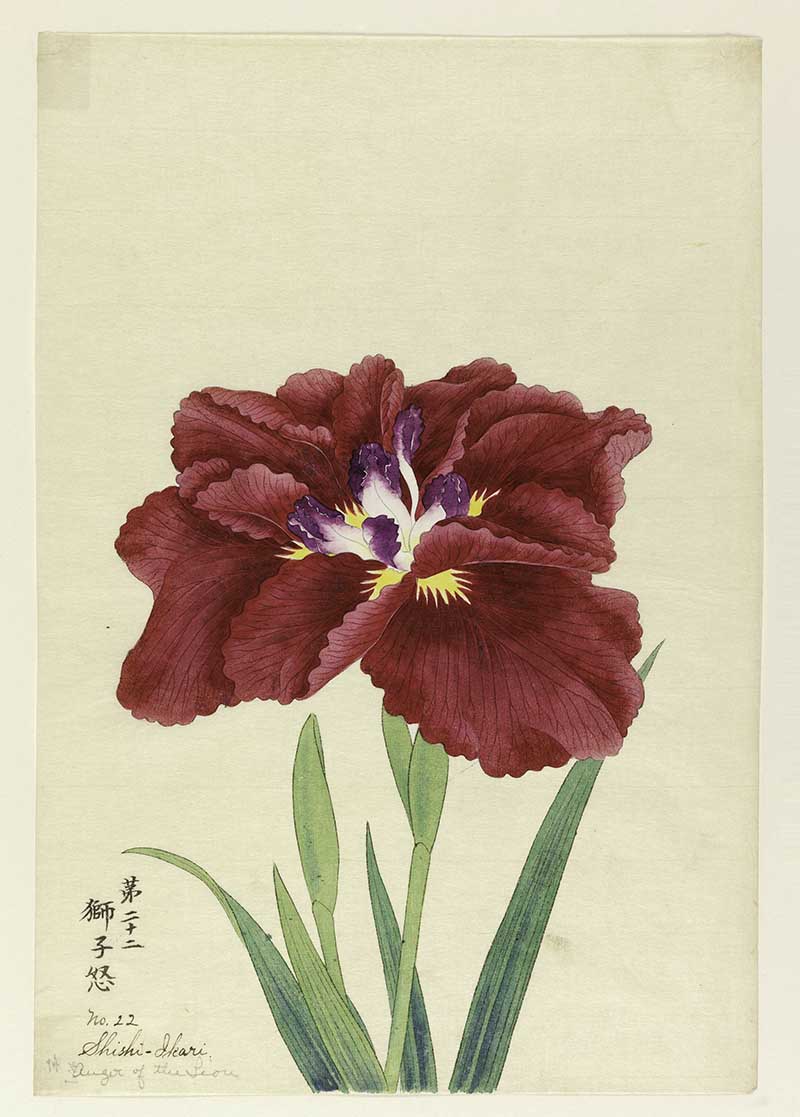 A large iris, outer perianth leaves deep red; inner leaves white with purple tips.
