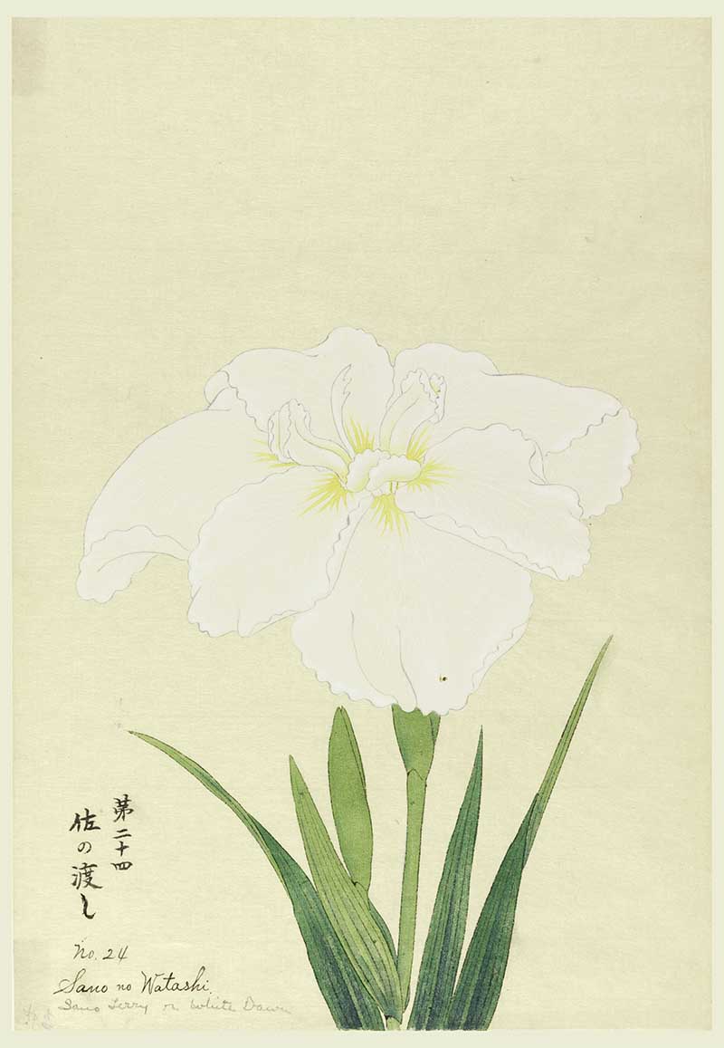 A large white iris. Upper portion of leaves, stem, bud.