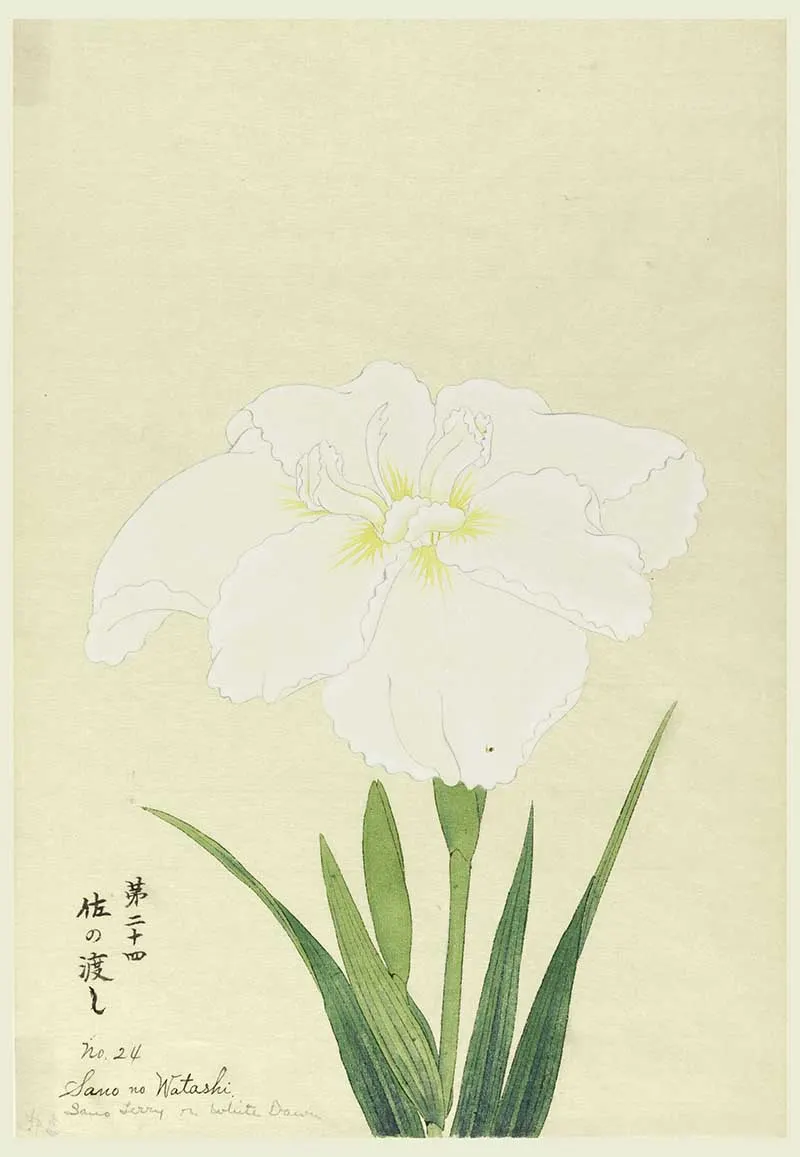 A large white iris. Upper portion of leaves, stem, bud.
