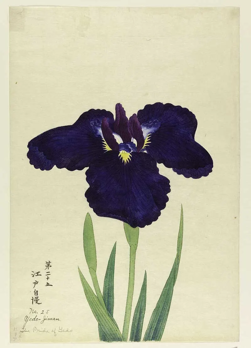 A large iris, outer perianth leaves deep blue; inner leaves purple and white with blue tips.