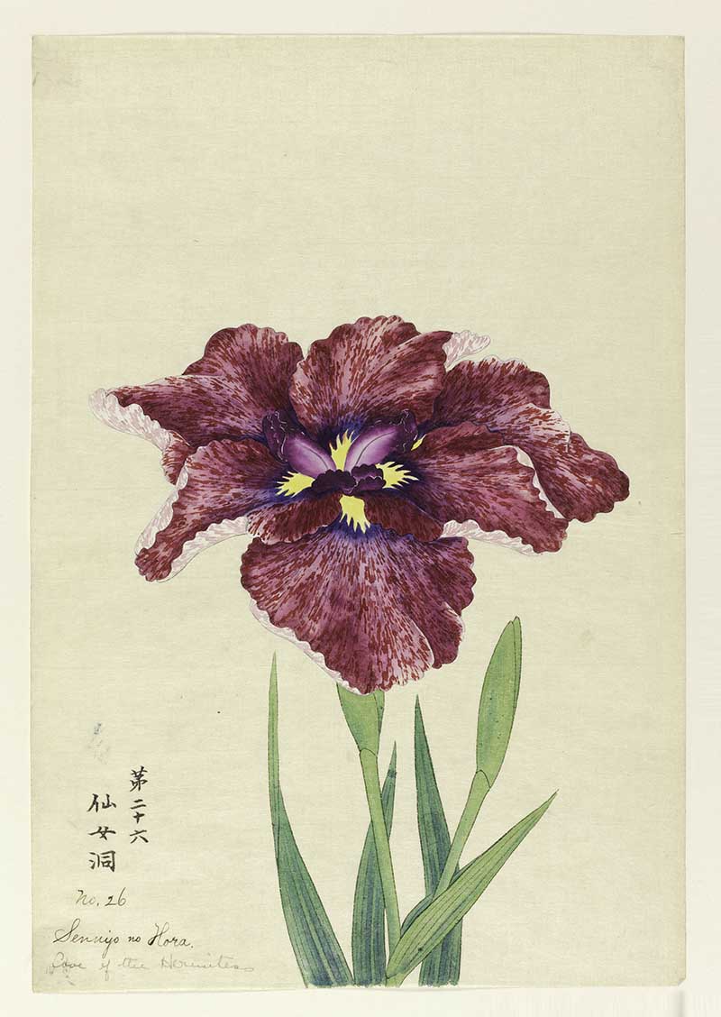 A large iris, outer perianth leaves in mottled magenta; inner leaves purple.