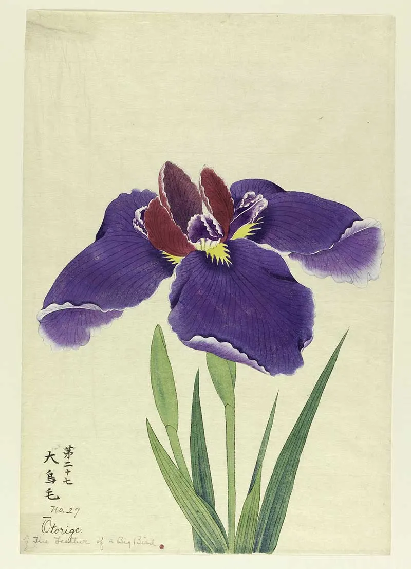 A large iris, outer perianth leaves purple; inner leaves magenta and purple.