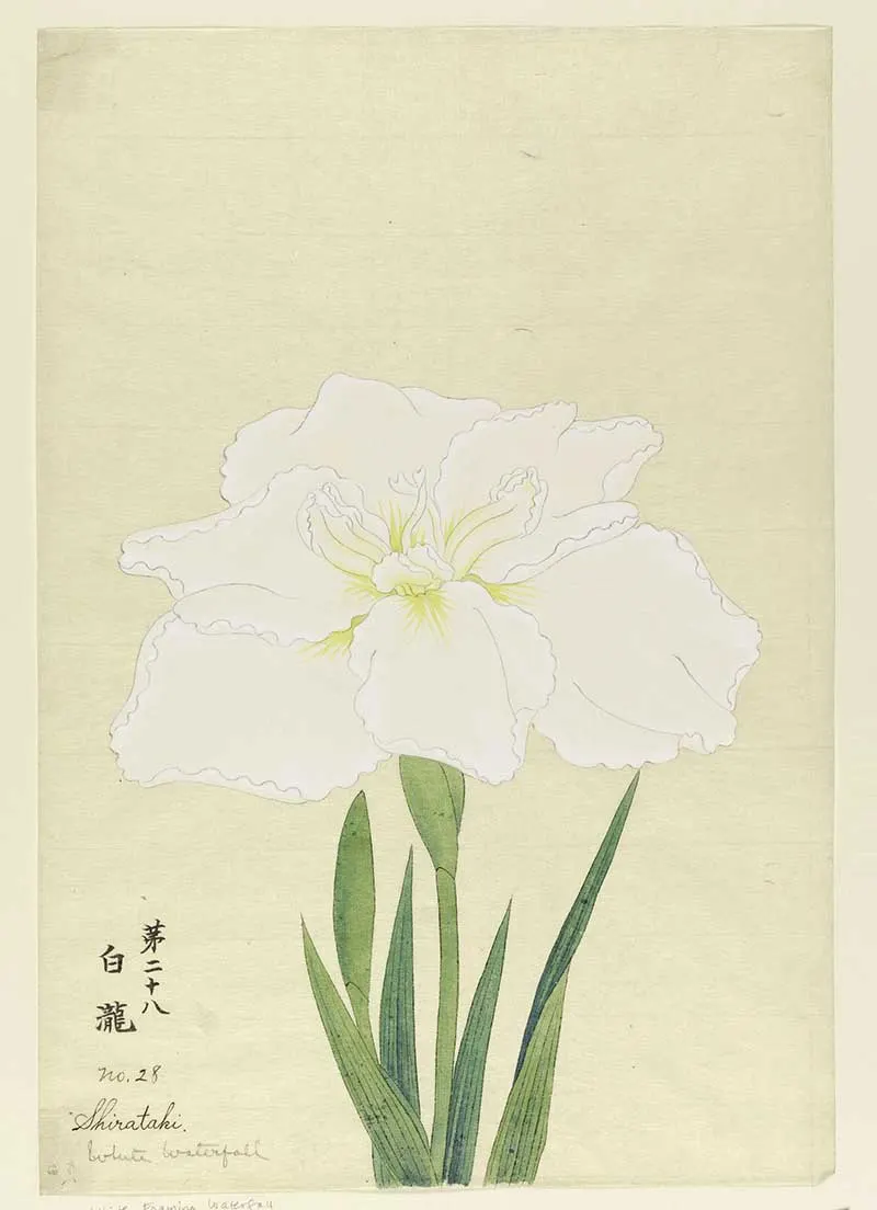 vintage japanese iris painting white waterfall
