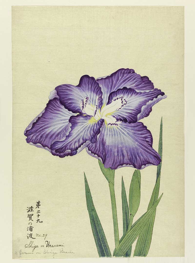 A large iris, outer perianth leaves purple with rays of white; inner leaves white with purple tips.