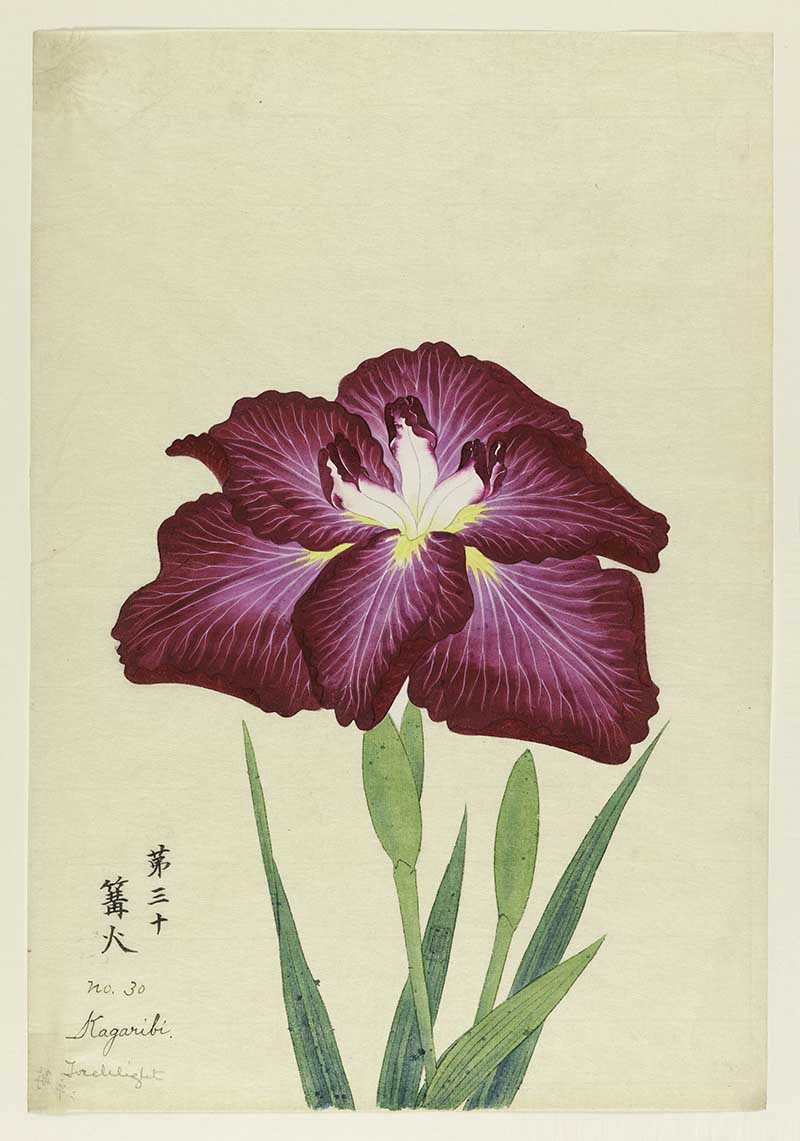 A large iris, outer perianth leaves deep red with rays of white; inner leaves white with magenta tips.