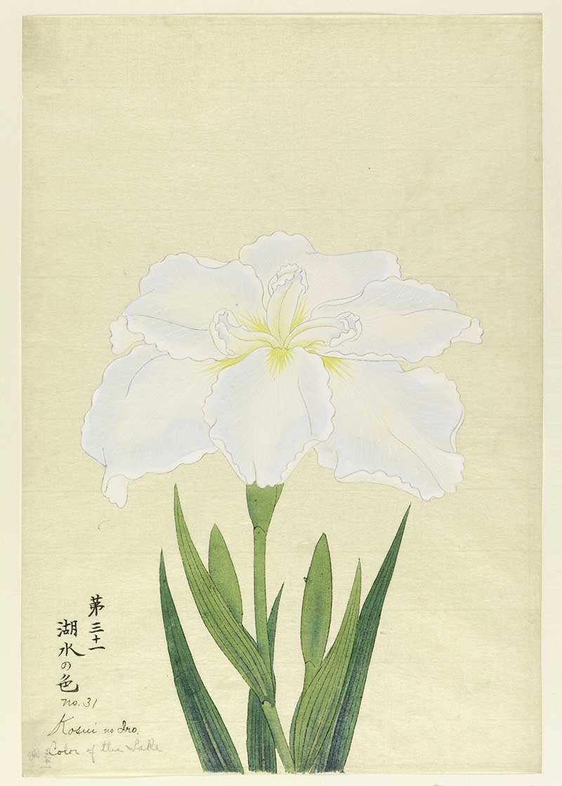Kosui no Iro translates as the Colour of Lake Water. A large white Japanese iris painting with light blue tints.