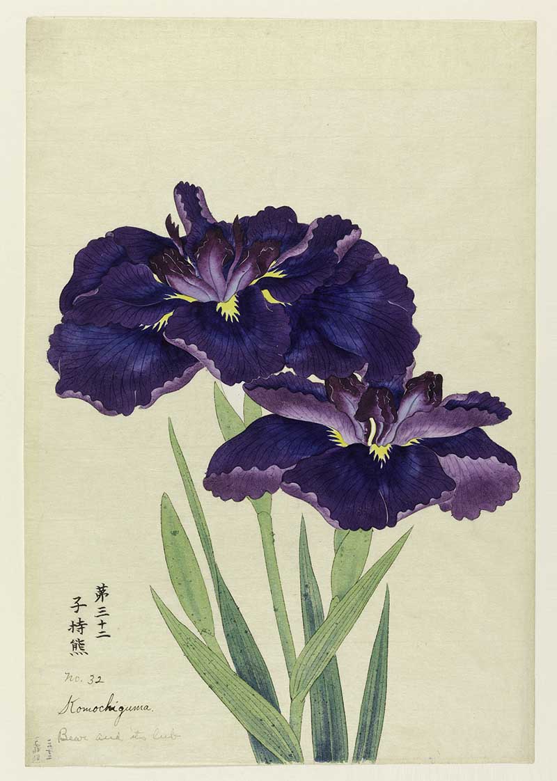 Komochiguma is the Japanese for Babybear. Two irises, outer perianth leaves in deep blue-purple; inner leaves purple.