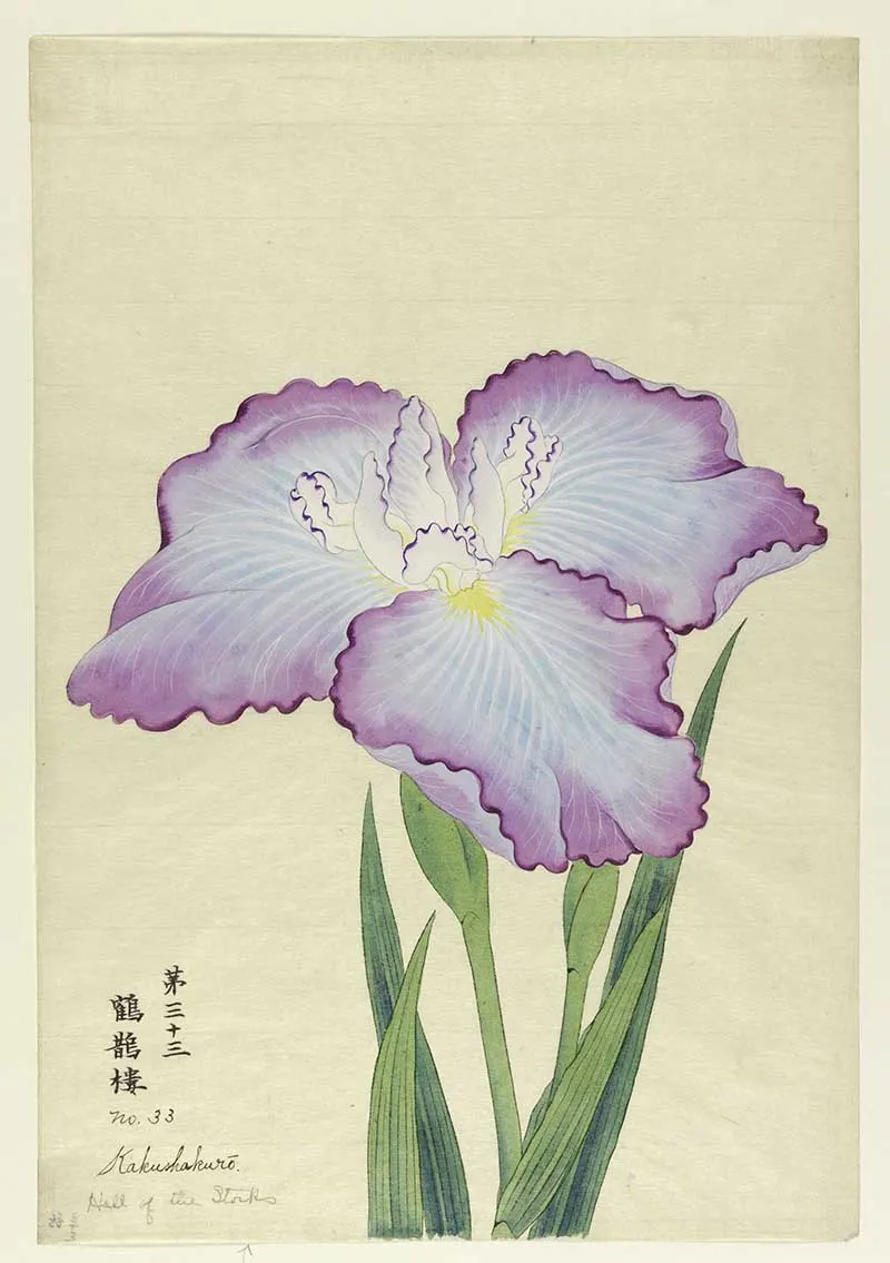 A large Japanese painted iris, outer perianth leaves light blue with lavender tips; inner leaves white with purple tips.